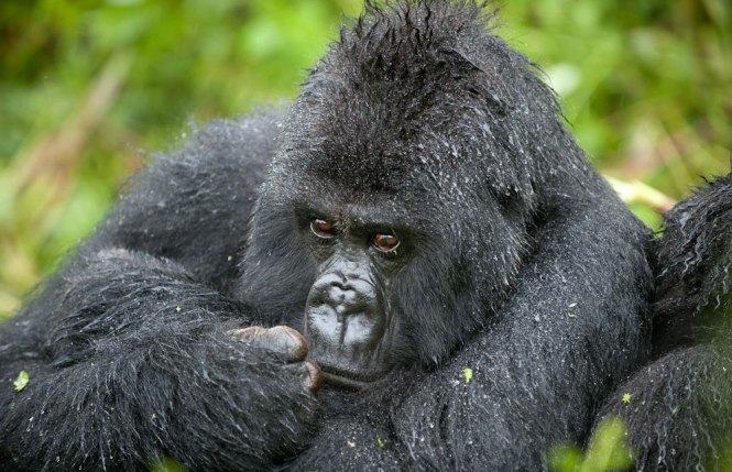 Mgahinga_Gorilla_National_Park_008