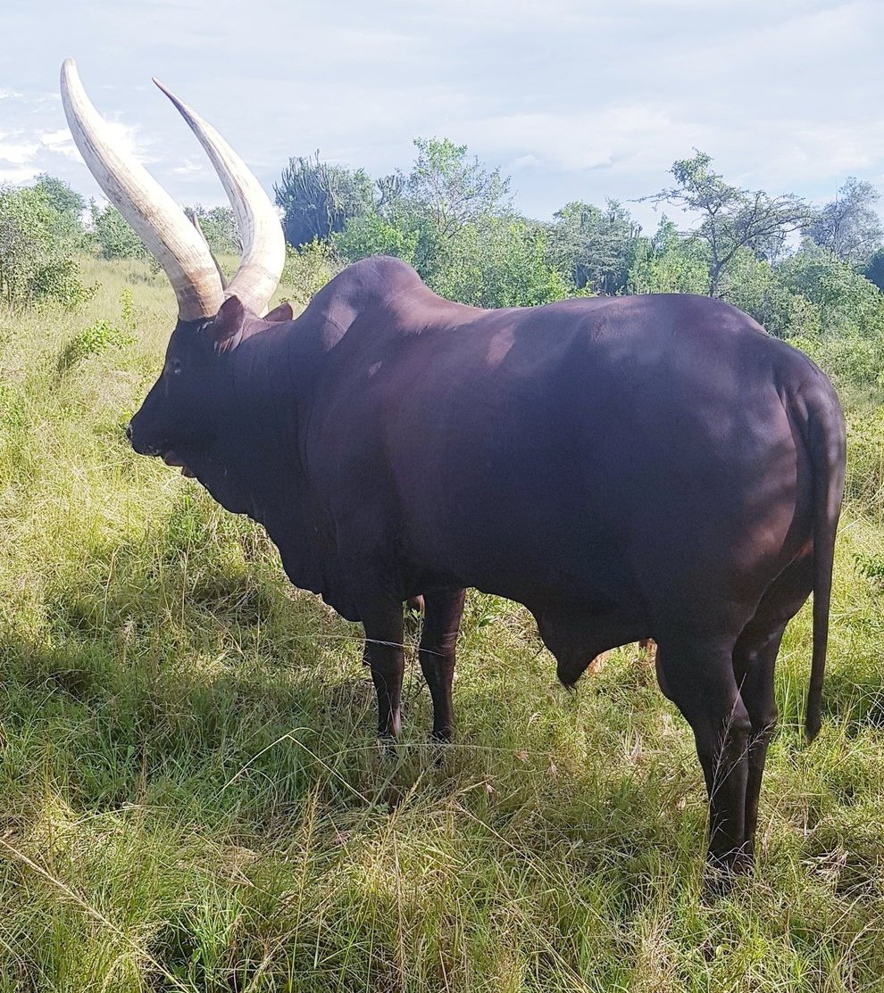 Long horned Ankole cattle tourism
