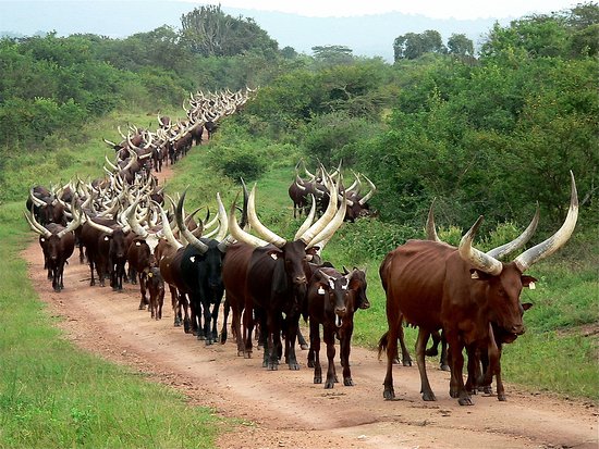 The Long Horned Kitara Cows in&nbsp;Africa