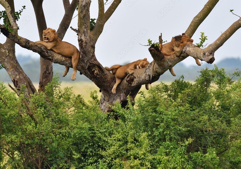 Visit Africa, visit Uganda, Visit Kitara