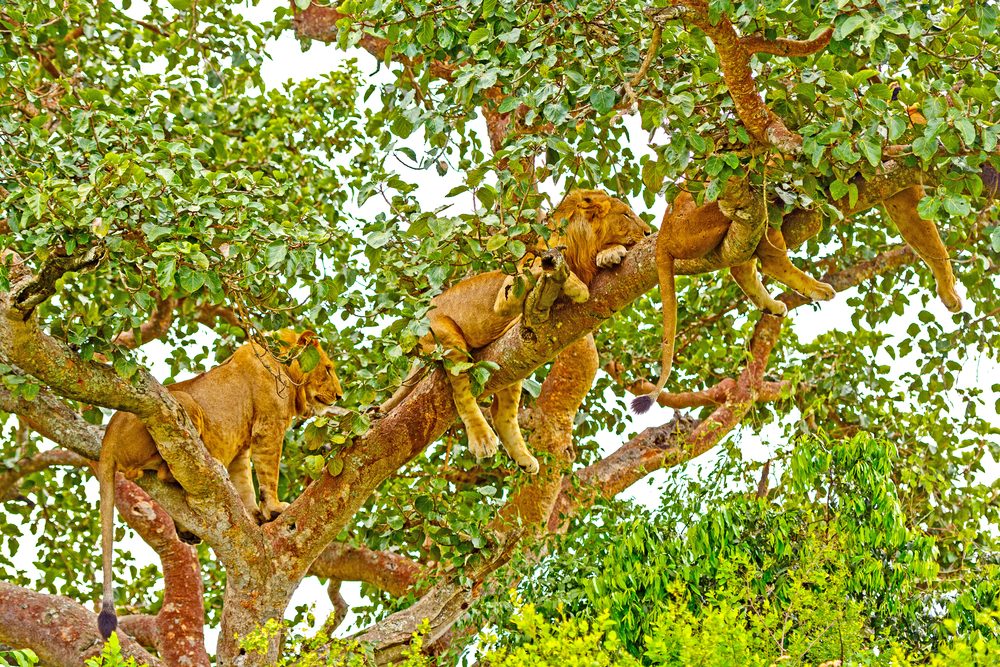 Queen Elizabeth National Park in Kasese District of Western Uganda is still safe, despite two tourists have been attacked and killed.  