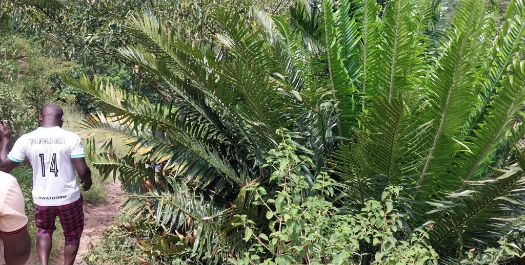 Are you a European traveler seeking an adventure that transcends the ordinary? Do you dream of connecting with truly unique landscapes, ancient wonders, and the warm heart of local communities? Then prepare to uncover Uganda’s best-kept secret: the enchanting Cycad Villages in the picturesque Kitagwenda district.
Imagine stepping back in time, surrounded by the oldest seed plants on Earth – the majestic cycads, often mistaken for palms but more closely related to ferns, with roots dating back 320 million years to the age of dinosaurs! This isn't just a tour; it's an invitation to an immersive experience, combining breathtaking natural beauty with genuine cultural exchange, all while directly empowering local communities.
