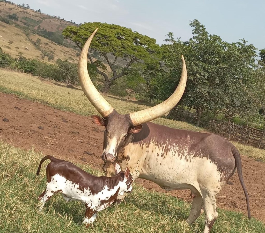 Uganda's Ancient Secret Journey to the Cycad Villages – An Authentic Community Tourism Experience