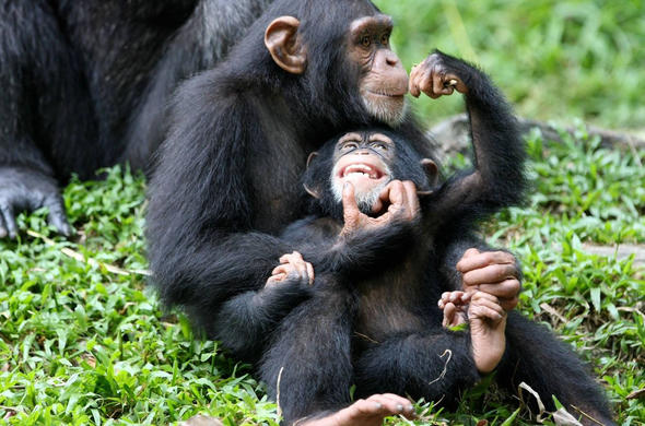 Cycads and Chimpanzee tours in Uganda