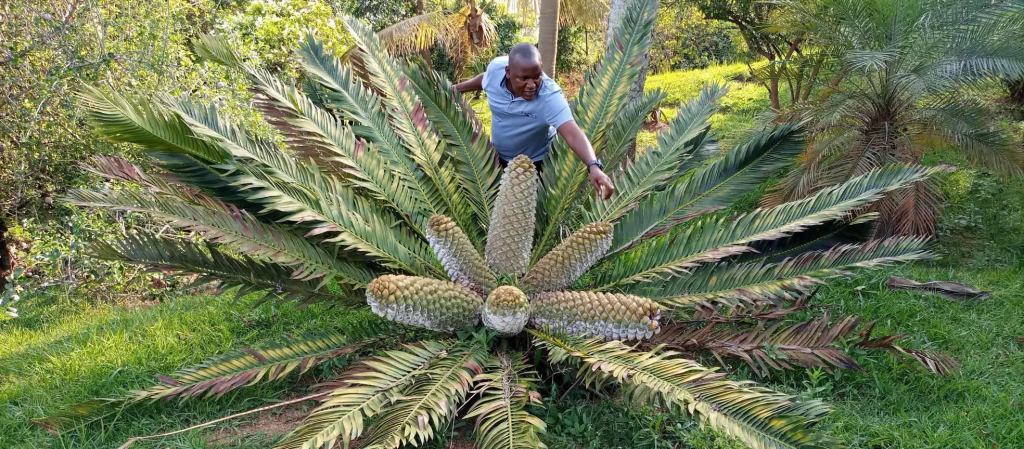 Meet Mr Mackay Mwebingwa the Cycadiologist
Mwebingwa Mackay is a dedicated conservationist of cycad plants and a passionate advocate for community tourism in Uganda, particularly in the Kitagwenda district where he was born and raised. He is a "Cycadiologist" and a tour operator, actively involved in promoting the unique cycad sites as a new tourism product for Uganda.
Mackay's efforts are focused on diversifying Uganda's tourism offerings beyond traditional wildlife safaris, highlighting the historical and environmental significance of cycads. He emphasizes the importance of conserving these ancient plants, which are facing threats from human activities, and believes that by developing cycad tourism, local communities can earn a livelihood, reducing destructive practices on their land. He has dedicated time to conserve cycads and is glad his efforts are gaining visibility.
He has collaborated with entities like the Uganda Tourism Board to explore opportunities for developing the area for tourism, suggesting packages like nature hikes, camping, canoeing, zip-lining, and rock climbing. Mackay is also noted for his work with local communities, educating them about the benefits of conservation and helping to integrate them into tourism activities.
