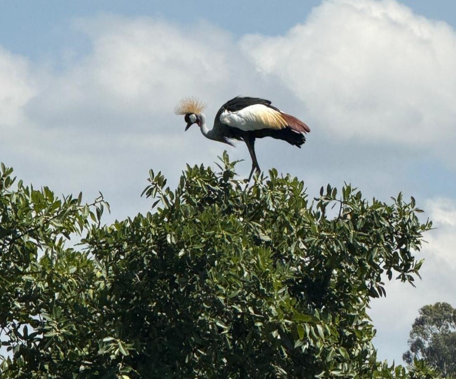 Fruits of Kitara Foundation for Regional&nbsp;Tourism