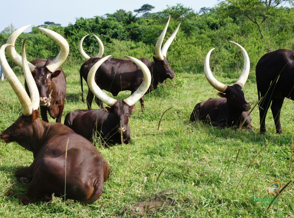 Discover the Majestic Long Horned Ankole Cattle, Uganda's Iconic and Ancient Breed. Meet the Regal Long Horned Ankole Cattle, a Symbol of Ugandan Heritage and Resilience. Step into the World of the Long Horned Ankole Cattle, Uganda's Most Beloved and Enduring Livestock. Experience the Timeless Beauty of the Long Horned Ankole Cattle, true Ugandan Treasure. Uncover the Fascinating Story of the Long Horned Kitara Cattle, a testimony to Uganda's Rich Cultural Heritage