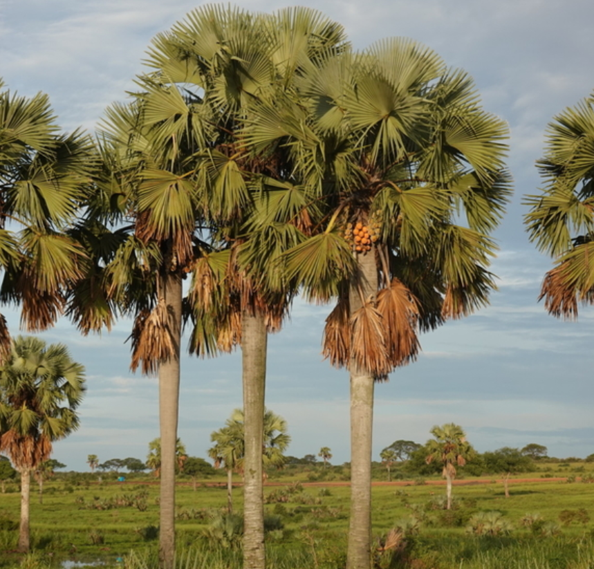 The Borassus Palm Experience in Uganda