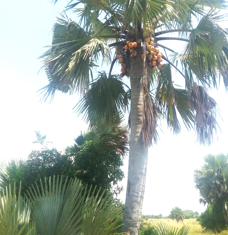 The Experience: A Journey into Authentic Community Life
"The Borassus Palm Experience" is a hands-on, immersive tour designed to give you a profound understanding of this unique culture. You won't just observe; you will participate.
Your journey will include:
•	A Village Walk and Cultural Immersion: Guided by local community members, you will walk through villages nestled among the towering Borassus palms. Learn about the tree's historical significance and witness its continued use in daily life.
•	The Art of Weaving: Join local women in a hands-on workshop to learn the intricate art of weaving Borassus leaves into baskets, hats, or fans. This is a chance to acquire a skill, create a unique souvenir, and hear the stories and songs of the community.
•	Traditional Food and Drink: Taste local delicacies and learn how various parts of the Borassus palm are prepared and consumed. You might even have the chance to sample the famed "toddy," the sweet sap from the palm.
•	Storytelling and Music: In the evenings, gather around a fire under a canopy of stars and Borassus palms. Listen to elders recount the history and legends of their people, accompanied by traditional music and dance.
•	Direct Community Impact: The revenue generated from this experience goes directly back to the community, supporting local projects, education, and the preservation of cultural heritage.