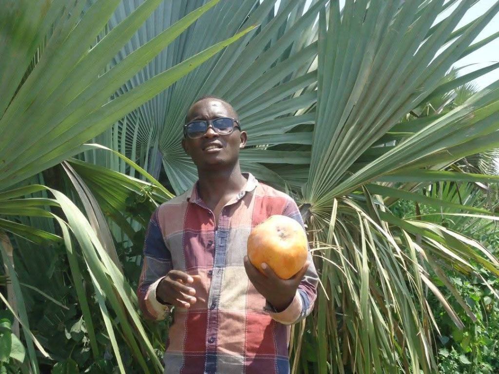 Habitat, Distribution, and Ornamental Use in Uganda:
In Uganda, the Borassus palm (Borassus aethiopum) is a naturally growing species found in the wild. It is a characteristic feature of the savanna landscape, particularly in parts of Northern Uganda and in areas around Lake Albert. You can see magnificent examples of these palms dotting the countryside and dominating stretches of savanna in places like Murchison Falls National Park and Toro-Semliki Wildlife Reserve, which lie in the vicinity of Lake Albert.
