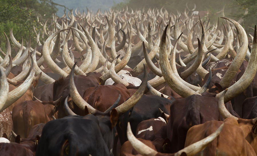 Meet the Long-Horned Ankole Cattle, a Living Piece of Uganda's Heritage. These majestic animals, often called the "Kitara or Ankole Cattle," are more than just livestock; they are a profound symbol of resilience and tradition. Their graceful, sweeping horns tell a fascinating story of the nation's past, making them a true and enduring treasure.
The Kitara Longhorns are one of Uganda's oldest cattle breeds, known for their striking, large-diameter horns. These horns are more than just a magnificent sight; they help the cattle regulate their body temperature in hot climates. Renowned for their incredible hardiness, Kitara Longhorns can thrive on poor vegetation and limited water, making them remarkably resilient.