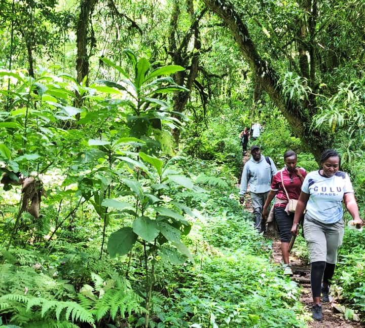 The Slipping & Sliding Saga: A Dance with Mud and Humility
Then came the challenge, a twist in the tale, a descent into delicious, mud-caked chaos! It had rained the previous day, transforming the brown and black soils into a slick, treacherous canvas. Mud, thick and gooey, lay in wait, ready to embrace the unwary. The path became a dance of precarious balance, a ballet of sliding feet and grasping hands. In many places, walking became an optional extra. One embraced the earth, descending on buttocks, a most undignified yet effective form of propulsion. Falls were not misfortunes; they were inevitable, hilarious punctuation marks in the narrative. We rolled, we tumbled, we slid, emerging from each mud-bath with grins plastered across our faces, looking like happy, chocolate-covered children! Our speed, a magnificent spectacle of inefficiency, was affectionately dubbed "chameleon speed" by some, "snail speed" by others. Each slow, deliberate movement was a testament to our resolve, and our utter inability to maintain verticality!