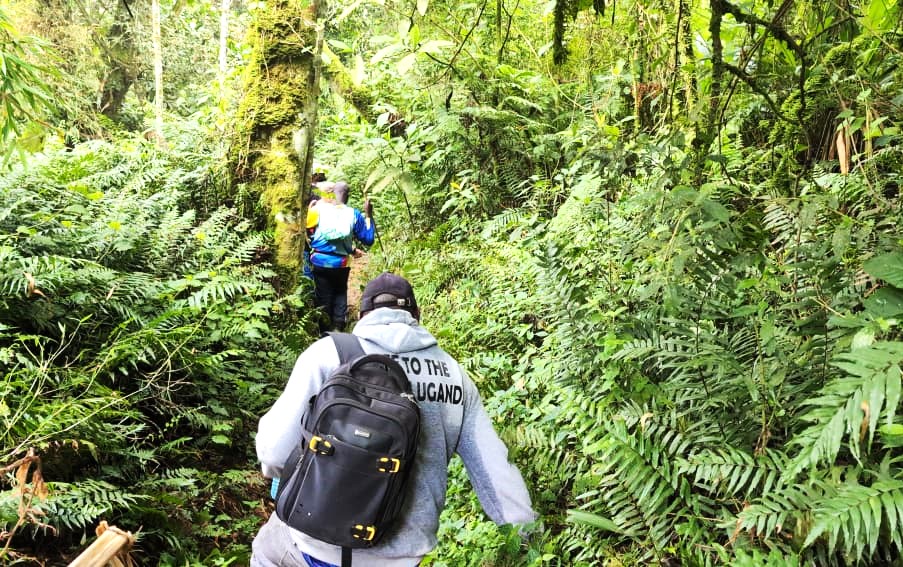 The Great Safari Ant Stampede: A Mountains of the Moon Flash Mob
We were floating on a cloud of majesty, our whole group bathed in the emerald glow of the Rwenzori Mountains, with the serpentine Semuliki River a silver ribbon far below in the Western Rift Valley. This was peak hiking bliss—until the whispers started. Not of the wind, but of thousands of tiny, biting mandibles. Before we could register the shift, the serene trail transformed into an all-out, panic-fueled disco.
"Safari Ants!" The shriek was less a warning and more the sound of someone announcing that the floor was suddenly made of fire. What followed was a spectacle that would shame a slapstick comedy: a chorus of yelps instantly escalated into a manic, uncoordinated flash mob. Trekking poles became weapons against invisible enemies, boots flew off with Olympic speed, and grown adults performed high-stepping jigs so frenetic they were a danger to themselves and others.
Our visiting muzungu companion, initially frozen in confusion, quickly shed her composure and threw herself into the fray, her high-pitched squeals and magnificent, theatrical leaps blending perfectly with the collective frenzy. We were no longer hikers; we were performers in a bizarre, painful ant-avoidance ballet. By the time we finally staggered off the 'hot zone,' victorious yet utterly humiliated, we were a panting, disheveled, and hysterically laughing mess. The ants had stripped us of our serenity, but in its place, they’d cemented a new bond: the sweaty, shared trauma of surviving an attack by the Rwenzoris' most aggressive, pint-sized locals. Our peals of laughter echoed long after the last sting, a glorious tribute to the wild, unpredictable side of the mountain.
