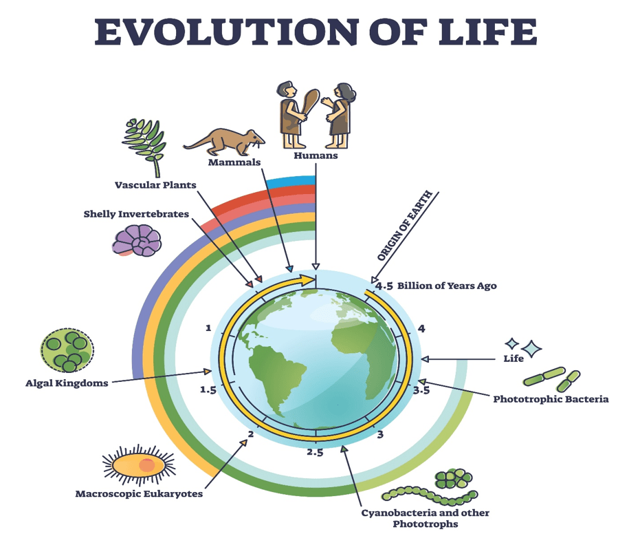 Deep Analysis: The Convergent Patterns
1. The Transition from Sea to Land
In Genesis, life begins in the "waters" (Day 5) before moving to the land (Day 6). This aligns perfectly with the evolutionary transition of vertebrate life. The fossil record shows life originating in the oceans during the Paleozoic era, followed by the appearance of tetrapods (amphibians and reptiles) and eventually mammals on dry land.
2. The Atmospheric Transformation
Genesis Day 4 is often a point of confusion—how could there be light (Day 1) and plants (Day 3) before the Sun (Day 4)? A scholarly interpretation is that this describes the transparency of the atmosphere. In Earth's early history, a thick, opaque layer of carbon dioxide and volcanic ash blocked the view of the heavens. As oxygen-producing plants (Day 3) flourished, the atmosphere cleared, making the Sun and Moon visible as distinct "lights" for the first time.
3. The "Crowning" of Creation
Both records culminate in the appearance of humans. In the geological record, Homo sapiens appear in the final "seconds" of the Earth's history. In the theological record, humans are the final act of Day 6. This suggests that both science and scripture view the arrival of human consciousness as the climax of the creative process.
Teaching Conclusion 1: The Synthesis of Truth
The common link here is Progression. Neither story describes a static world; they describe a world in a state of "Becoming."
The geological eras provide the quantitative data (the timestamps and the fossils), while the Genesis narrative provides the qualitative meaning (the purpose and the relationship). For a student of both, the conclusion is that the "First Record" of creation and the "First Record" of evolution are two different witnesses describing the same magnificent unfolding of life.
Teaching Conclusion 2:
1.	Truth is Multi-Layered: A description of a painting can involve the chemical composition of the pigments (science) or the emotional intent of the artist (theology). Neither is "wrong"; they are both necessary for a full understanding.
2.	Chronology vs. Kairos: While the dates (4005 BC and the later recordings) highlight the gap between events and their documentation, it teaches us that human memory is iterative. We refine our origin stories as our tools for observation (and our ability to write) improve.
3.	Humility in Inquiry: The fact that the first records of both creation and animal-to-man evolution appeared around the same historical window suggests that humanity reached a "tipping point" of self-awareness where we could no longer just exist—we had to explain.
Note on Chronology: It’s worth noting that while the 4004/4005 BC date (Ussher chronology) is a classic theological milestone, most modern scholars and scientists place the physical evolution of Homo sapiens much earlier (approx. 300,000 years ago). However, the "Adam" of 4000 BC is often viewed by scholars as the beginning of recorded covenant history or the dawn of civilization in the Near East
Teaching Conclusions 3: One Wisdom, Two Tongues
Were these writers inspired by the same source of wisdom? A deep analysis suggests they were both observing the principle of progression.
1.	Truth is a Ladder: Both the scribes of Genesis and the early Greek evolutionists saw that life does not appear all at once. It moves from simplicity (light/water/fish) to complexity (man).
2.	The "Image of God" as Self-Awareness: The "Image of God" may be the theological term for the very thing that allowed us to write these records in the first place—self-reflection. The moment man wrote down that he was "created" or "evolved" was the moment he became distinct from the rest of the animal kingdom.
3.	Unified Source: If we view "Wisdom" as the ability to perceive the underlying order of the universe, then yes—the priest and the philosopher were drinking from the same well. One looked for the Who (The Creator), and the other looked for the How (The Fish).