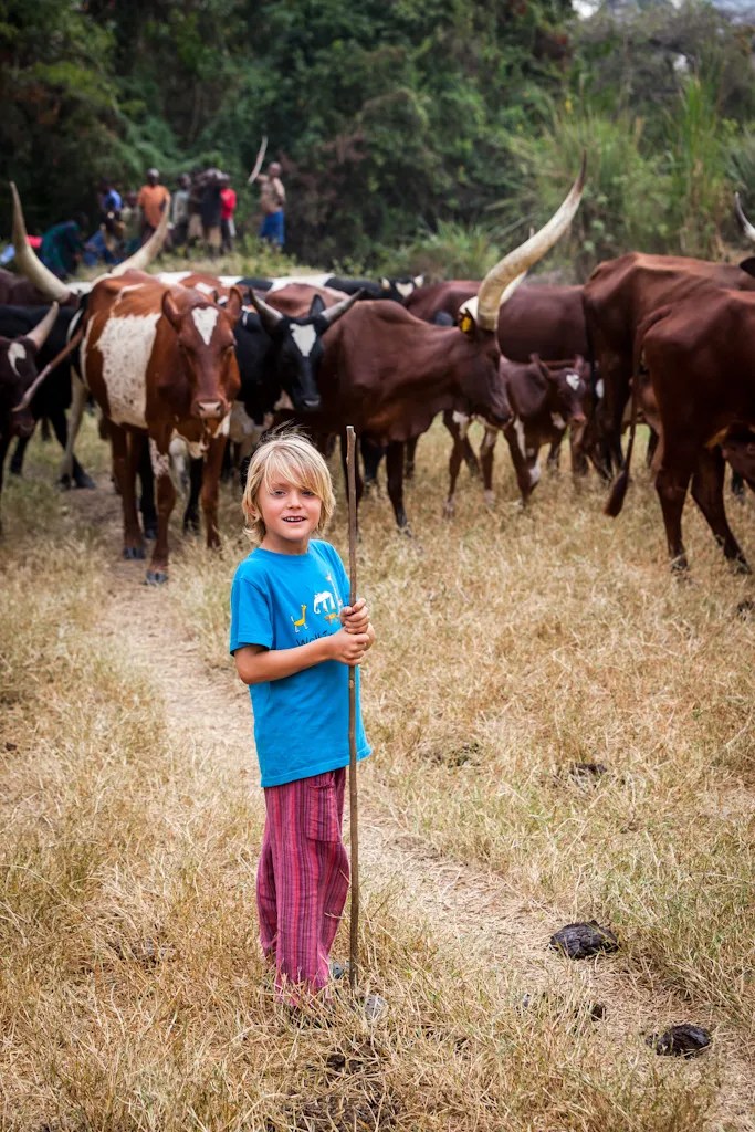A visit to the long-horned Ankole cows was a relief to the exhausted emotions 