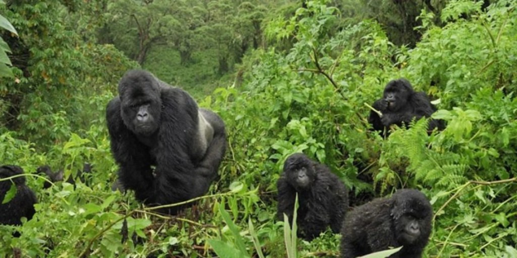 Island Life and Emerald Heights: A 7-Day Kigezi Cultural Heritage & Gorilla Escape in&nbsp;Uganda