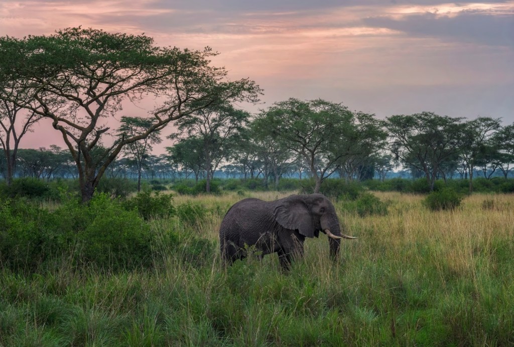 Netherlands to Uganda