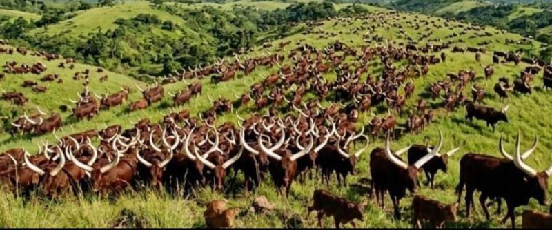 Uganda the Living Library: Why the World Must Turn to Africa’s Indigenous Wisdom